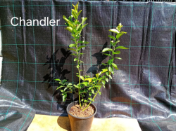 Kanadská borůvka Chandler 30-50 cm
