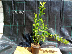 Duke 30-50 cm