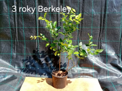 Kanadská borůvka Berkeley 40-70 cm