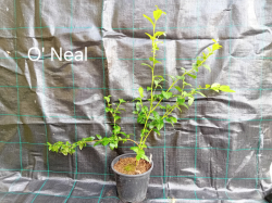 O´Neal 30-50 cm