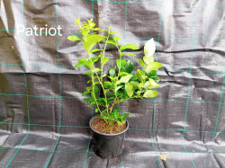 Patriot 40-60 cm