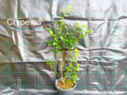 Chippewa