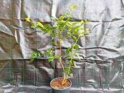Kanadská borůvka Toro 50-70 cm