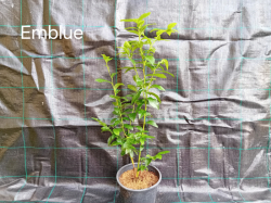 Emblue 50-70 cm