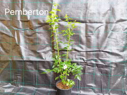 Pemberton 50-70 cm