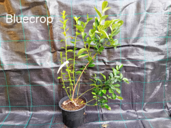Kanadská borůvka Bluecrop 40-60 cm