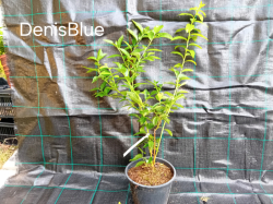 Denise Blue 30-50 cm 