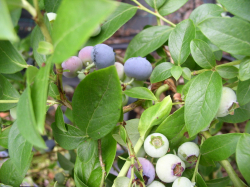 Bluetta 30 - 50 cm 